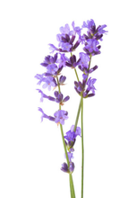 Load image into Gallery viewer, Subtle Body Moisturizer