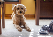 Load image into Gallery viewer, Subtle Carpet Fresheners