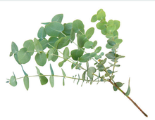 Load image into Gallery viewer, Rich Aroma Body Scrub