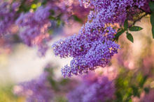 Load image into Gallery viewer, Subtle Carpet Fresheners
